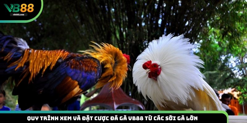 Quá trình và xuống vốn ở đá gà VB88