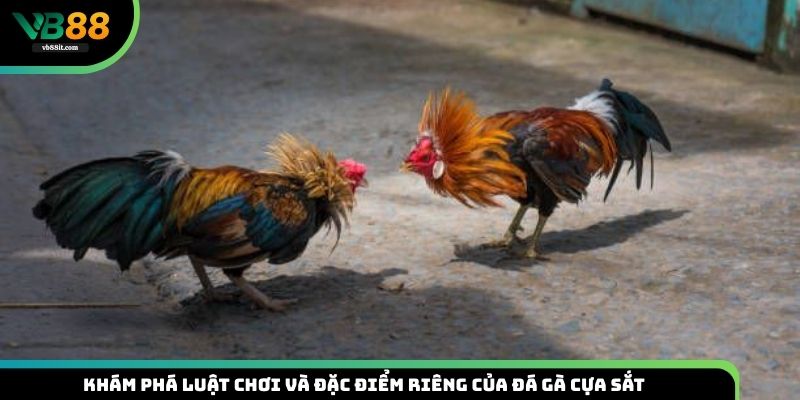 Khám phá luật chơi cơ bản và đặc điểm riêng của đá gà cựa sắt VB88